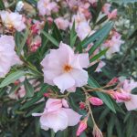 Foto de Nerium oleander (Adelfa)
