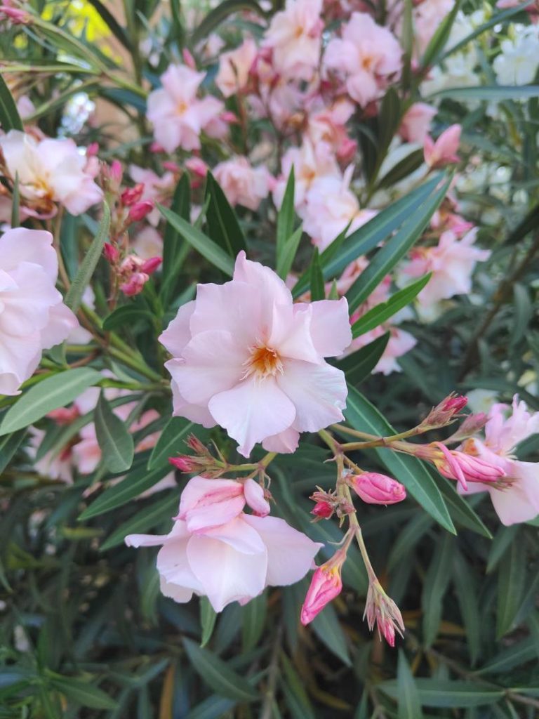Foto de Nerium oleander (Adelfa)