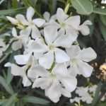 Foto de Nerium oleander (Adelfa)