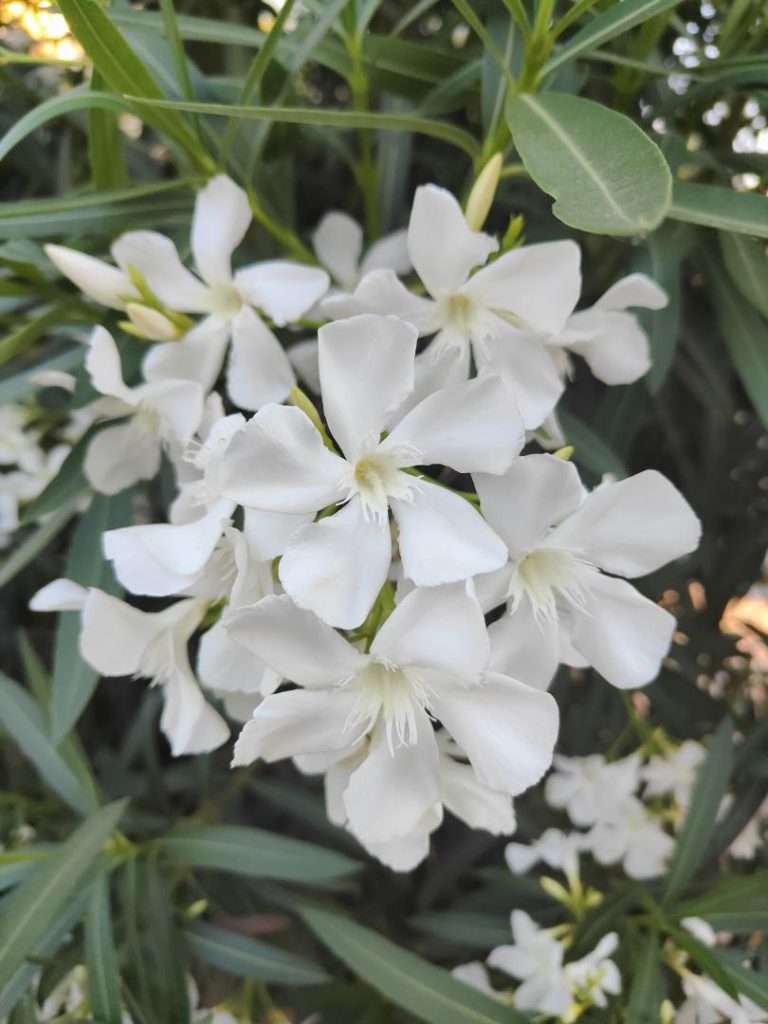 Foto de Nerium oleander (Adelfa)