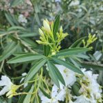 Foto de Nerium oleander (Adelfa)