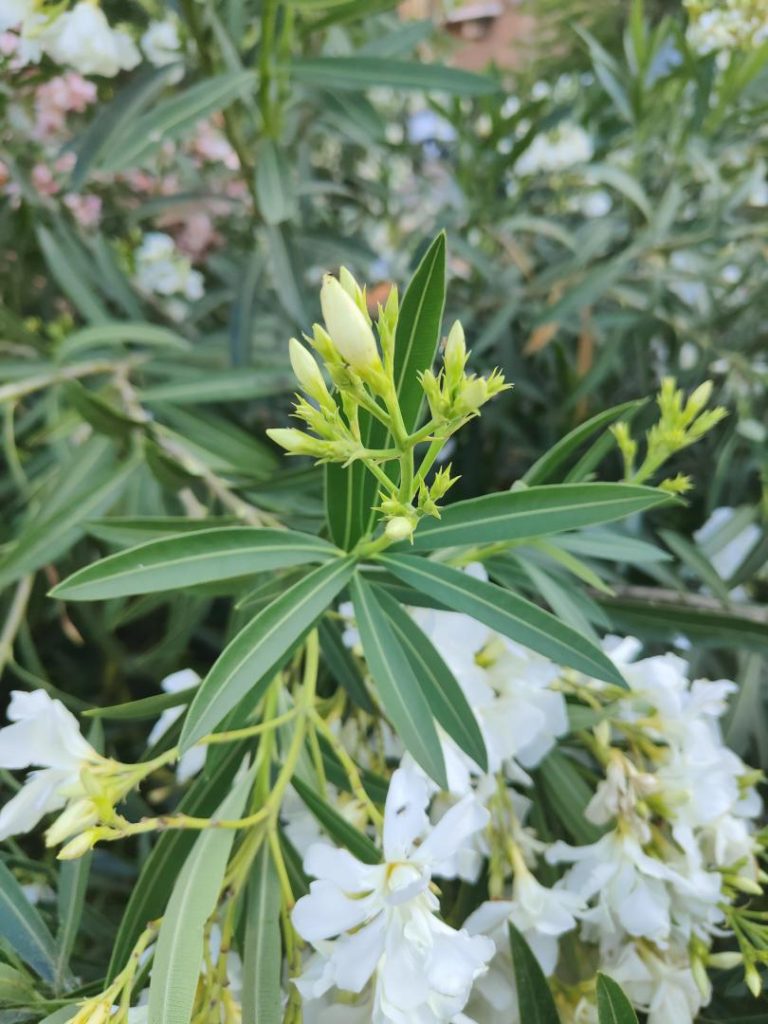 Foto de Nerium oleander (Adelfa)