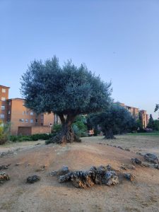 Olea europaea – oleaceae