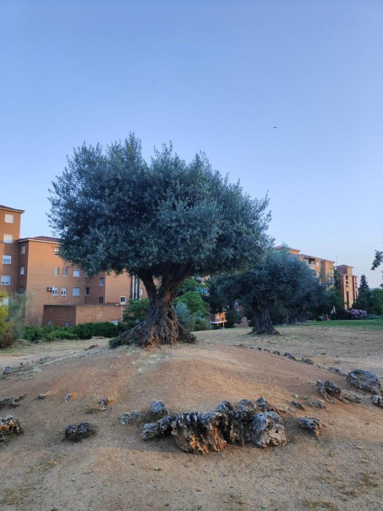 Foto de Olea europaea (Olivo)