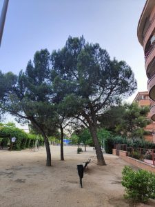 Pinus pinea – pinaceae