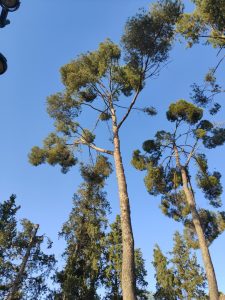 Pinus pinea