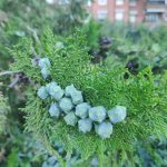 Foto de Platycladus orientalis (Tuya oriental)