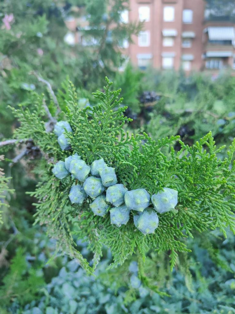 Foto de Platycladus orientalis (Tuya oriental)