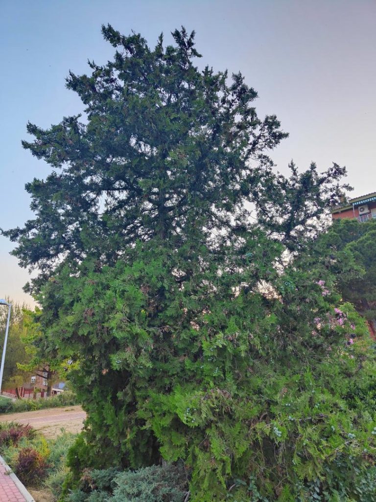 Foto de Platycladus orientalis (Tuya oriental)