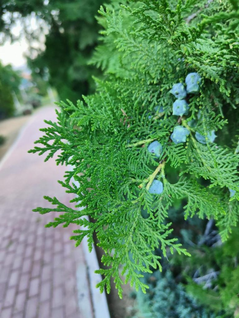 Foto de Platycladus orientalis (Tuya oriental)