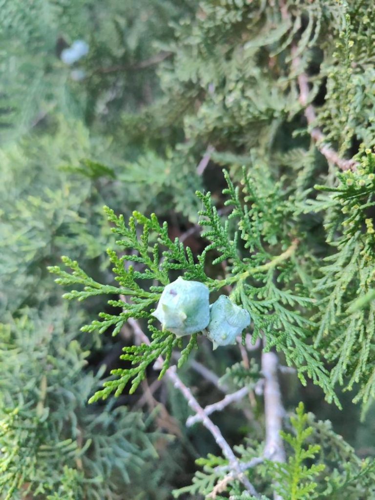 Foto de Platycladus orientalis (Tuya oriental)