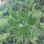 Foto de Platycladus orientalis (Tuya oriental)