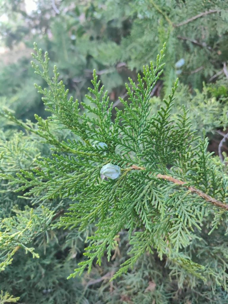 Foto de Platycladus orientalis (Tuya oriental)