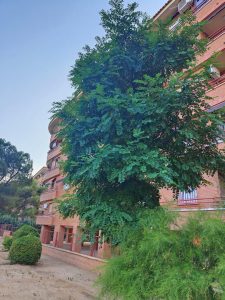 Robinia pseudoacacia