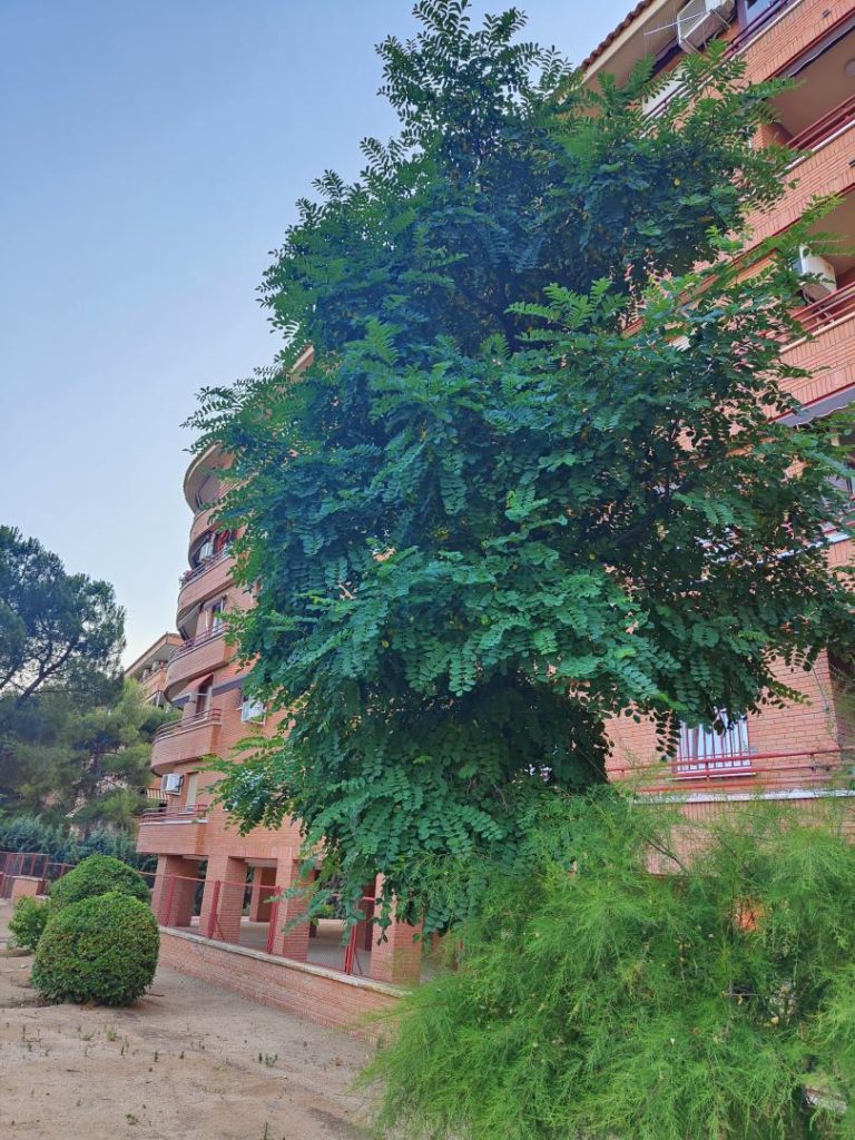 Foto de Robinia pseudoacacia (Pan y quesillo)