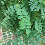 Foto de Robinia pseudoacacia (Pan y quesillo)