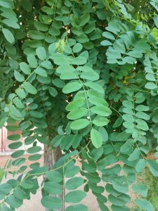 Robinia pseudoacacia – fabaceae