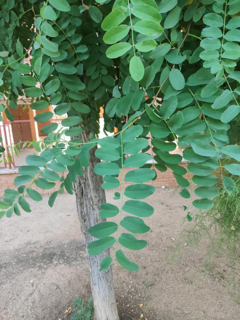 Foto de Robinia pseudoacacia (Pan y quesillo)