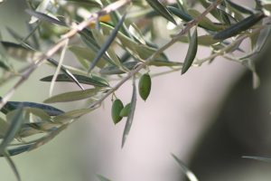 Olea europaea