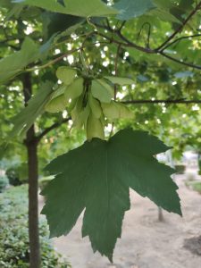 Acer pseudoplatanus