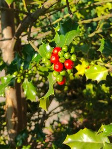 Ilex aquifolium