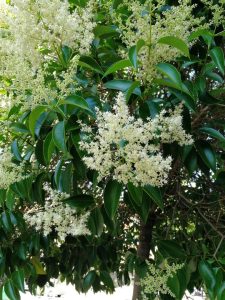 Ligustrum lucidum