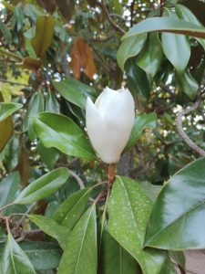 Magnolia grandiflora