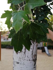 Populus alba