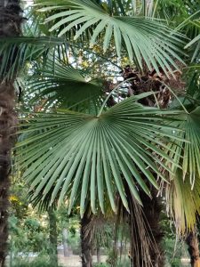 Trachycarpus fortunei